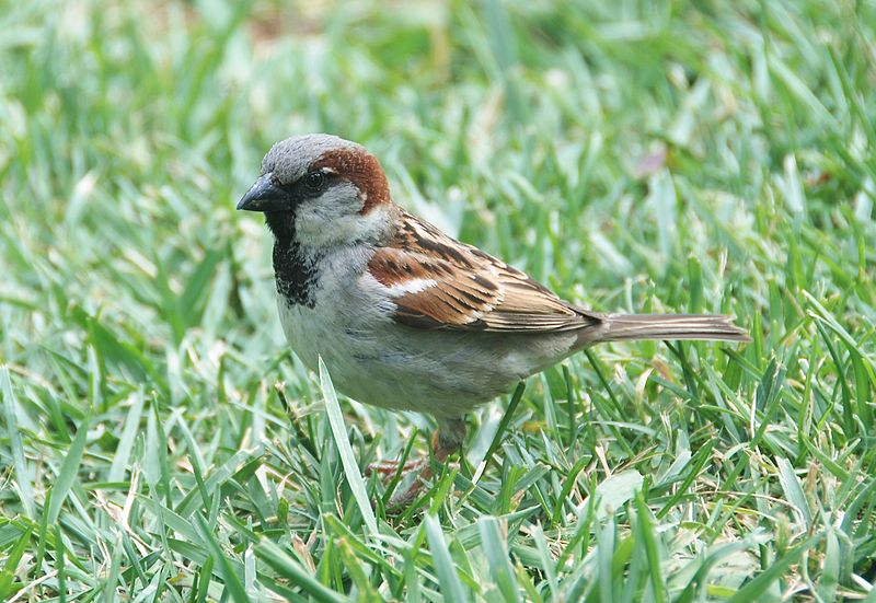 sparrow